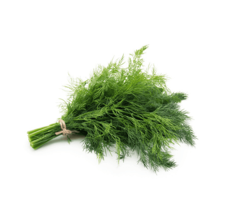 Endro / Dill