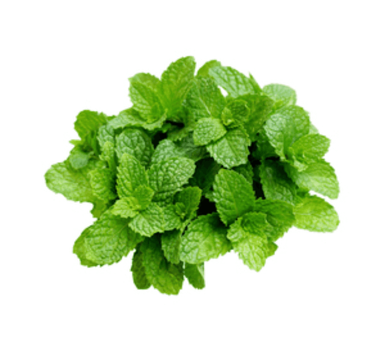 Menta