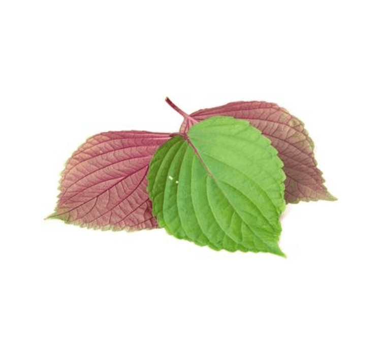 Perilla