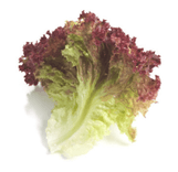 Alface Roxa
