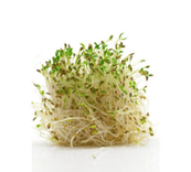 Alfalfa