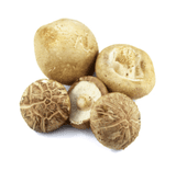 Cogumelo Shiitake